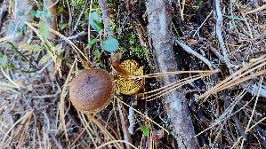 Gelbblaettriger-Hautkopf_Cortinarius-croceus_20260922_150717.jpg
