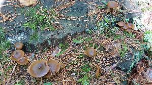Gelbblaettriger-Scheinruebling_Callistosporium-luteoolivaceum_20250914_140440.jpg