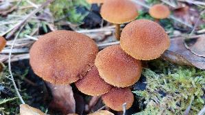 Gelbblaettriger-Scheinruebling_Callistosporium-luteoolivaceum_20261019_155742.jpg