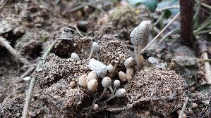 Gelbbrauner-Misttintling_Coprinellus-curtus_20260316_123905.jpg