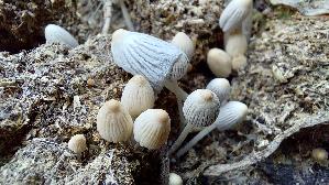 Gelbbrauner-Misttintling_Coprinellus-curtus_20260316_124007.jpg