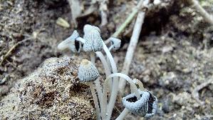 Gelbbrauner-Misttintling_Coprinellus-curtus_20260316_124025.jpg