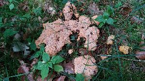 Gelbe-Lohbluete_Fuligo-septica_20260621_061307.jpg