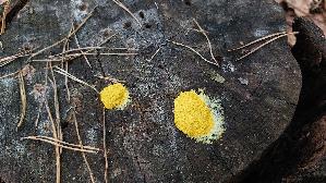 Gelbe-Lohbluete_Fuligo-septica_20260913_102211.jpg