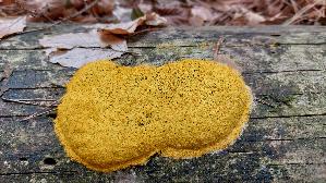 Gelbe-Lohbluete_Fuligo-septica_20260913_103518.jpg