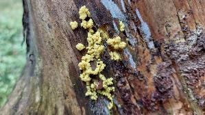 Gelber-Eierschleimpilz_Physarum-virescens_20260918_133301.jpg