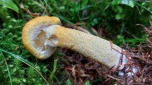 Gelber-Hohlfussroehrling_Suillus-cavipes-var.-aereus_20250910_114735.jpg