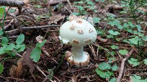 Gelber-Knollenblaetterpilz_Amanita-citrina_20250905_140401.jpg