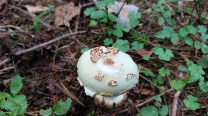 Gelber-Knollenblaetterpilz_Amanita-citrina_20250905_140439.jpg