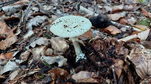 Gelber-Knollenblaetterpilz_Amanita-citrina_20261011_125754.jpg