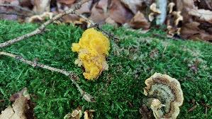 Gelber-Schichtpilz---Zitterling_Tremella-aurantia_20250725_120703.jpg