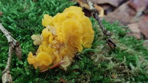 Gelber-Schichtpilz---Zitterling_Tremella-aurantia_20250725_120733.jpg