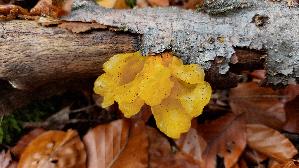 Gelber-Schichtpilz---Zitterling_Tremella-aurantia_20251029_112513.jpg