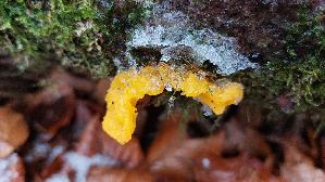 Gelber-Schichtpilz---Zitterling_Tremella-aurantia_20251124_122331.jpg