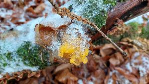Gelber-Schichtpilz---Zitterling_Tremella-aurantia_20251124_122417.jpg