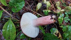 Gelbfleckender-Taeubling_Russula-luteotacta_20250727_112124.jpg