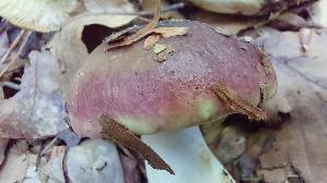Gelbgefleckter-Purpurtaeubling_Russula-pantherina_20250805_161350.jpg