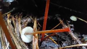 Gelborangemilchender-Helmling_Mycena-crocata_20250925_115232.jpg