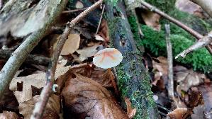 Gelborangemilchender-Helmling_Mycena-crocata_20251009_120247.jpg