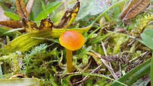 Gelbrandiger-Saftling_Hygrocybe-insipida_20251016_120516.jpg