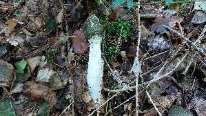 Gemeine-Stinkmorchel_Phallus-impudicus_20251001_144000.jpg