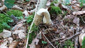 Gemeine-Stinkmorchel_Phallus-impudicus_20260603_152308.jpg