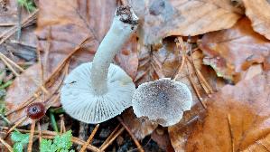 Gemeiner-Erdritterling_Tricholoma-terreum_20241218_114633.jpg