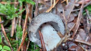 Gemeiner-Erdritterling_Tricholoma-terreum_20250927_121026.jpg