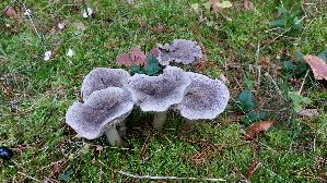 Gemeiner-Erdritterling_Tricholoma-terreum_20251014_155148.jpg