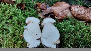 Gemeiner-Gallenroehrling_Tylopilus-felleus_20250801_122753.jpg