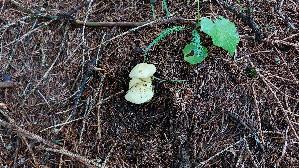Gemeiner-Schwefel---Ritterling_Tricholoma-sulphureum_20250903_103647.jpg
