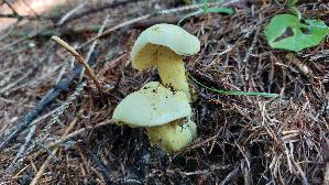 Gemeiner-Schwefel---Ritterling_Tricholoma-sulphureum_20250903_103655.jpg