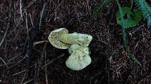 Gemeiner-Schwefel---Ritterling_Tricholoma-sulphureum_20250903_103753.jpg
