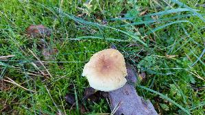 Gemeiner-Schwefel---Ritterling_Tricholoma-sulphureum_20261014_150634.jpg