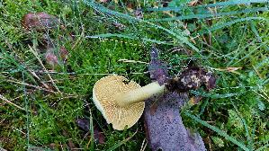 Gemeiner-Schwefel---Ritterling_Tricholoma-sulphureum_20261014_150648.jpg