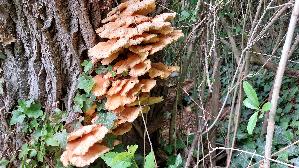 Gemeiner-Schwefelporling_Laetiporus-sulphureus_20250507_140019.jpg