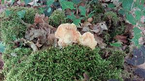 Gemeiner-Schwefelporling_Laetiporus-sulphureus_20250526_140114.jpg