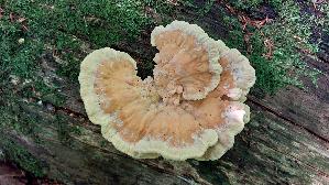Gemeiner-Schwefelporling_Laetiporus-sulphureus_20250726_145244.jpg