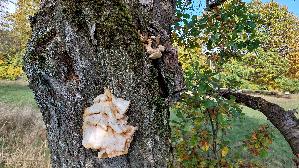Gemeiner-Schwefelporling_Laetiporus-sulphureus_20251018_130052.jpg