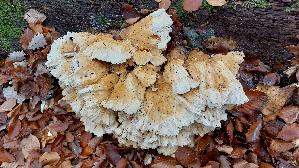 Gemeiner-Schwefelporling_Laetiporus-sulphureus_20251107_142757.jpg
