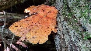 Gemeiner-Schwefelporling_Laetiporus-sulphureus_20260603_174234.jpg