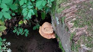 Gemeiner-Schwefelporling_Laetiporus-sulphureus_20260608_142037.jpg