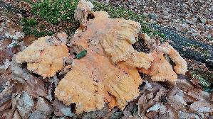 Gemeiner-Schwefelporling_Laetiporus-sulphureus_20260614_130718.jpg