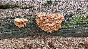 Gemeiner-Schwefelporling_Laetiporus-sulphureus_20260614_131050.jpg