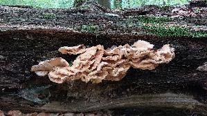 Gemeiner-Schwefelporling_Laetiporus-sulphureus_20260614_131215.jpg