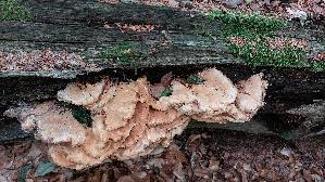 Gemeiner-Schwefelporling_Laetiporus-sulphureus_20260614_131224.jpg