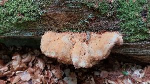 Gemeiner-Schwefelporling_Laetiporus-sulphureus_20260614_131318.jpg