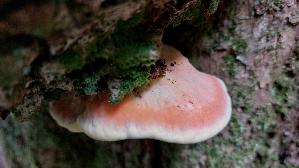 Gemeiner-Schwefelporling_Laetiporus-sulphureus_20260614_135305.jpg