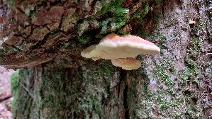 Gemeiner-Schwefelporling_Laetiporus-sulphureus_20260614_135323.jpg