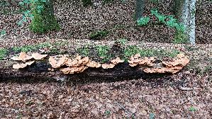 Gemeiner-Schwefelporling_Laetiporus-sulphureus_20260614_151853.jpg